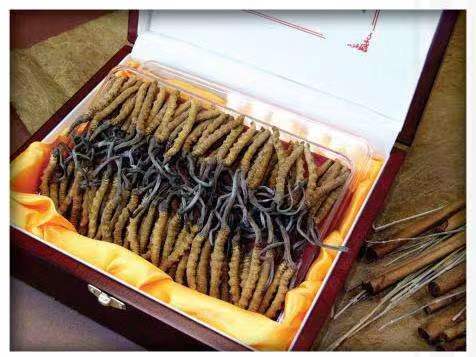 崇信冬虫夏草回收